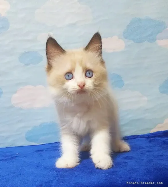 ID:2109-01341の子猫