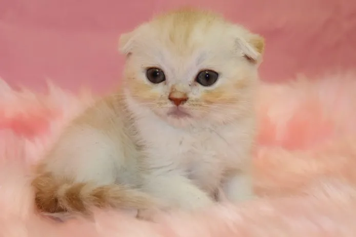 ID：1308-00008の子猫