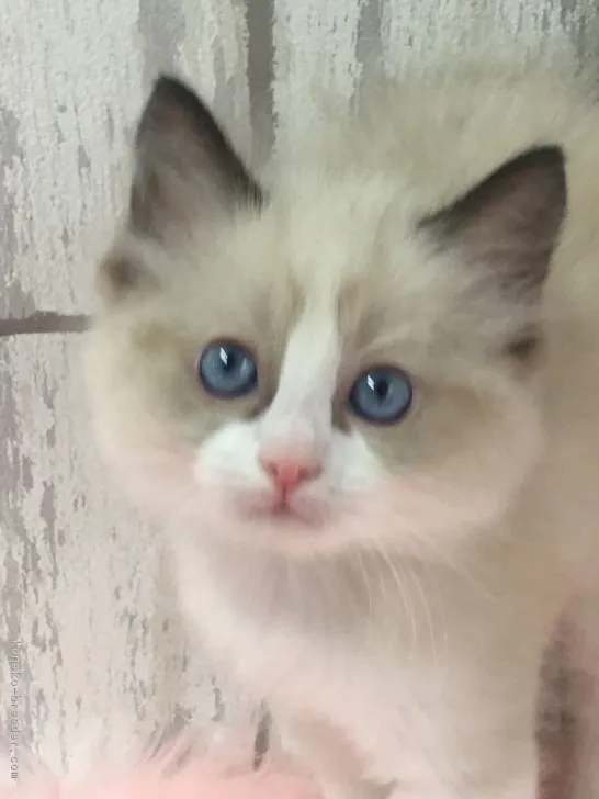 nakayama 様のお迎えした子猫