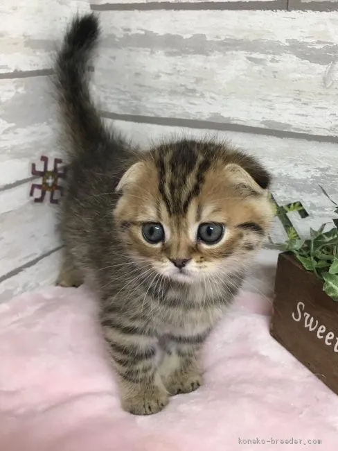 ID:1906-00401の子猫