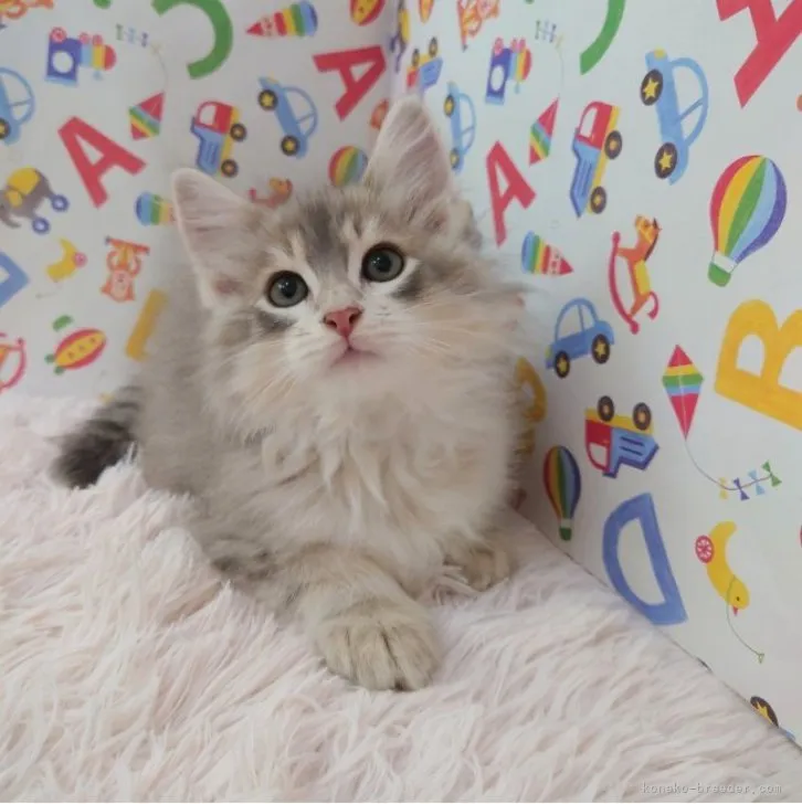 ID：2310-01220の子猫