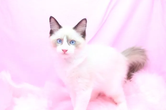 ID:1207-00123の子猫