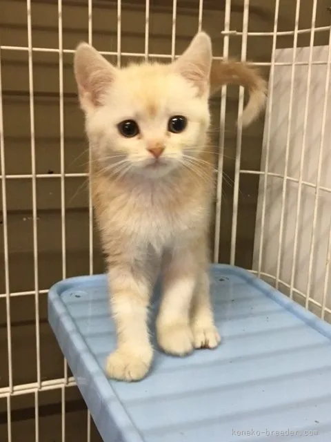 ID:1601-00444の子猫