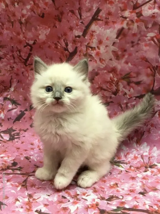 ぽんちゃん 様のお迎えした子猫