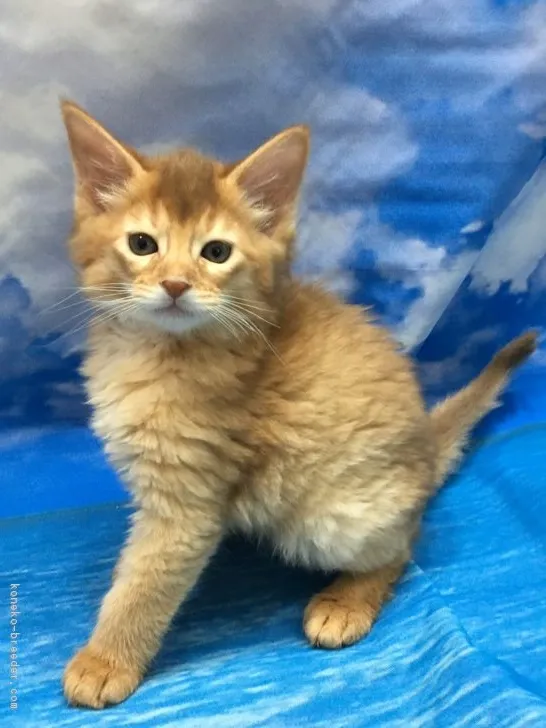 ID:1704-00781の子猫