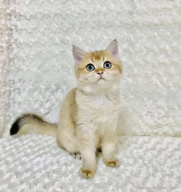 ID：2110-02471の子猫