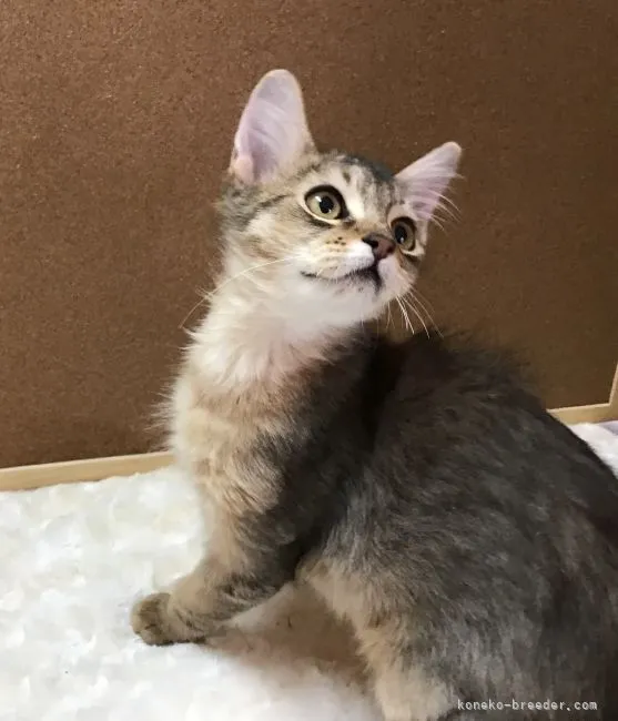 ID：2203-01696の子猫