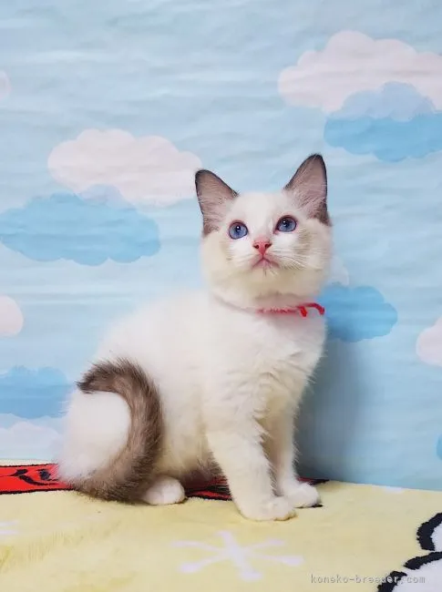 ID：2109-00561の子猫