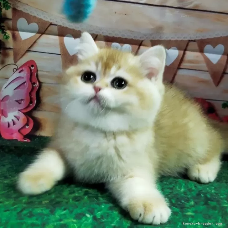 ID：2404-02904の子猫