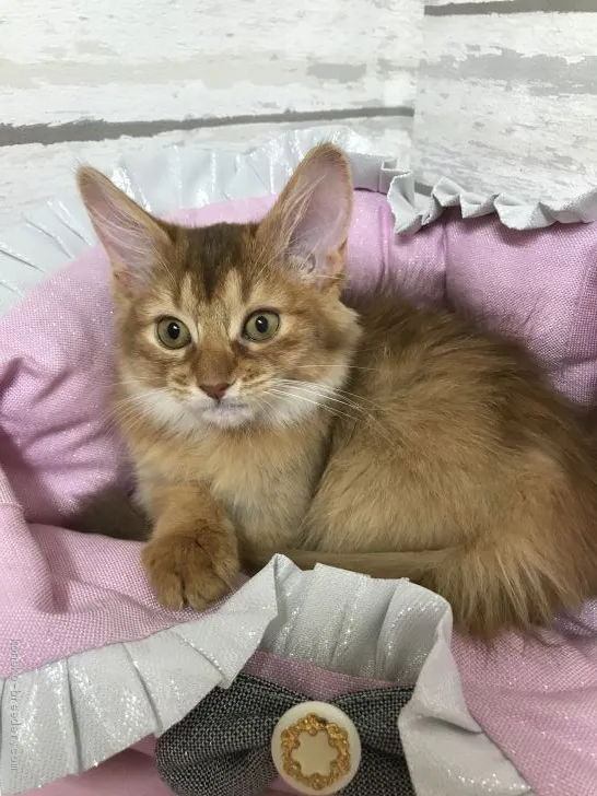 ID：1904-00885の子猫