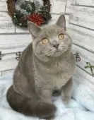 ID:1711-00282の子猫