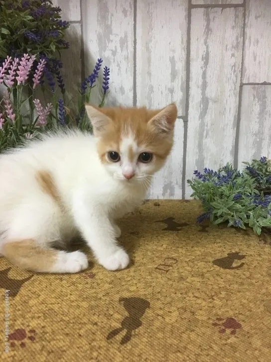 ID：1611-00050の子猫