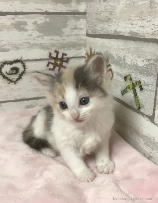 ID:1901-00551の子猫