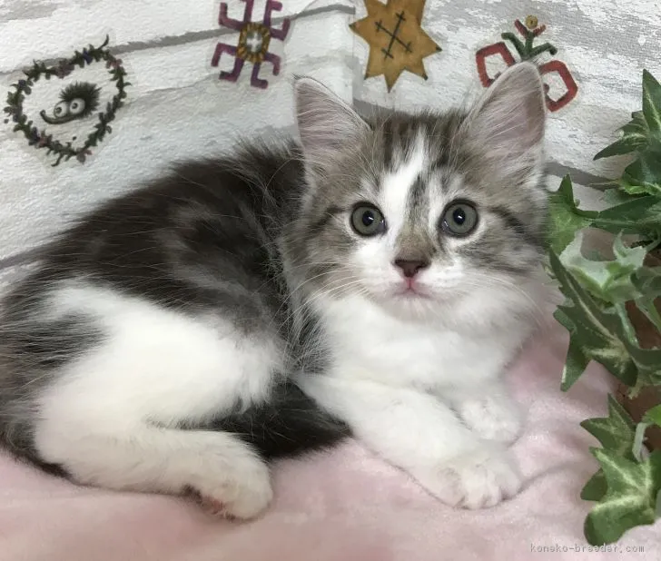 ID：1811-00542の子猫