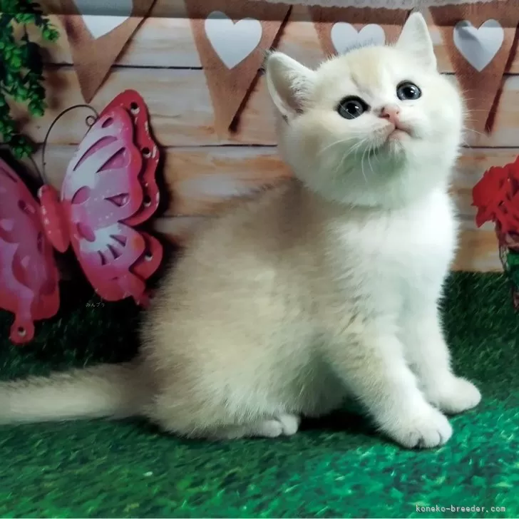 ID:2401-02604の子猫