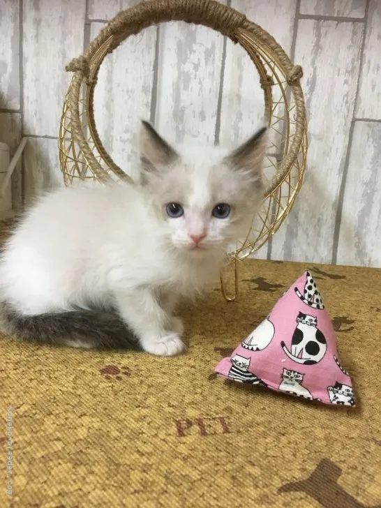 ID：1611-00855の子猫