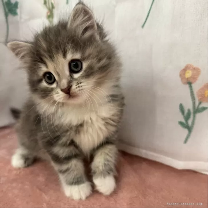 ID:2403-00024の子猫