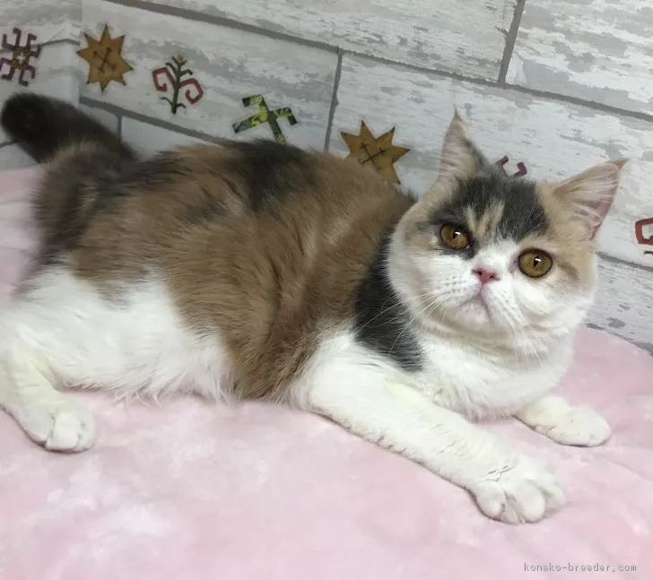 ID:1811-00153の子猫