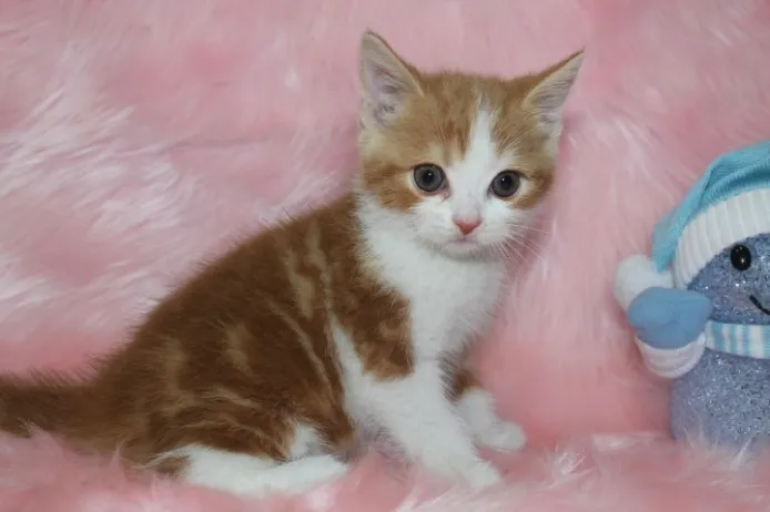 ID：1312-00152の子猫