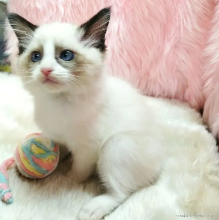 ID:2305-01189の子猫