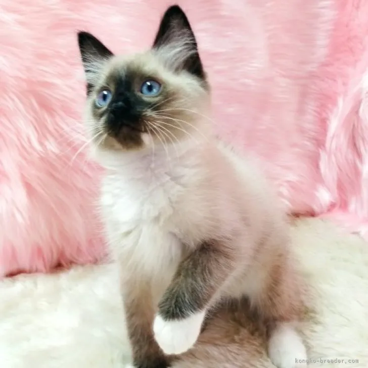 みっこ 様のお迎えした子猫