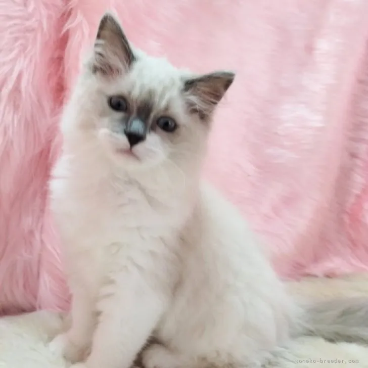 G.K 様のお迎えした子猫