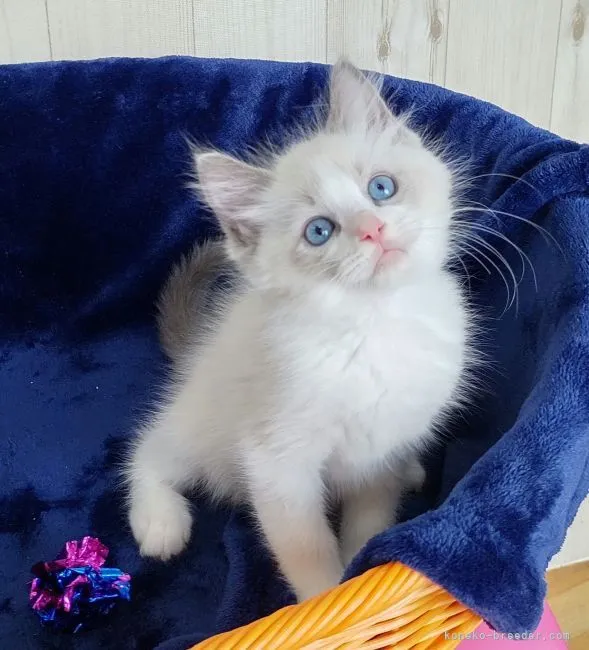 ID:2104-00730の子猫
