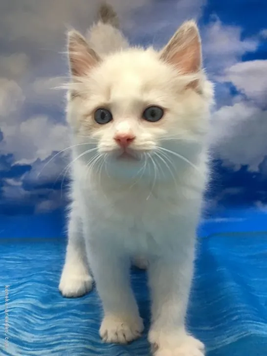 にかちゃん 様のお迎えした子猫