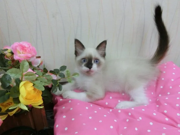 ID:1309-00079の子猫