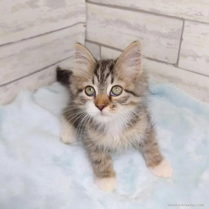 ひいろ 様のお迎えした子猫