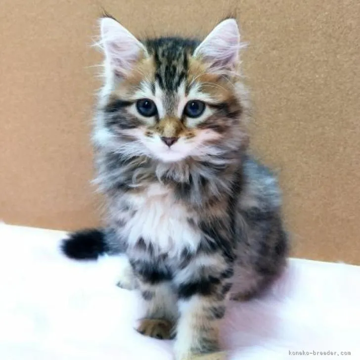 ID:2209-01337の子猫