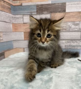 サイベリアン【大阪府・女の子・2022年3月16日・ブラウンマッカレルタビー】の写真「かわいいお姫様♥」