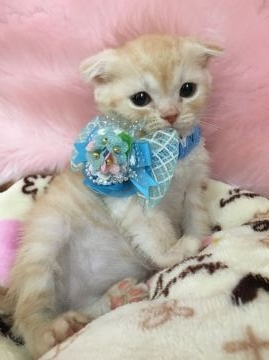 スコティッシュフォールド【大阪府・男の子・2015年12月9日・クリームタビー】の写真「優しい毛色の半折れ坊ちゃん」