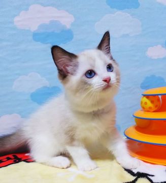 ラグドール【大阪府・男の子・2021年7月20日・シールポイントバイカラー】の写真「かわいい王子様」