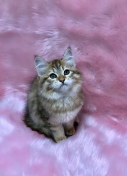 サイベリアン【大阪府・女の子・2020年6月27日・ゴールドマッカレルタビー】の写真「パパTICAチャンピオン」