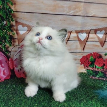 ラグドール【大阪府・男の子・2024年9月15日・ブルーポイントバイカラー】の写真「人懐っこい男の子です」