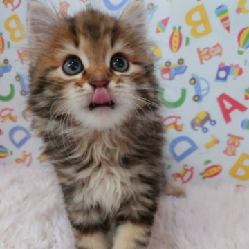 サイベリアン【大阪府・男の子・2023年9月7日・ブラウンクラッシックタビー】の写真「イケメンくん👑」