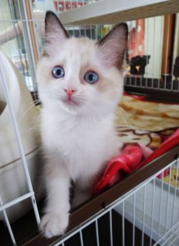 ラグドール【大阪府・女の子・2019年9月9日・シールポイントバイカラー】の写真「見つめられるとたまりません ✨」