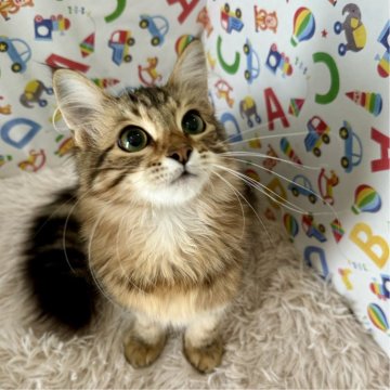 サイベリアン【大阪府・男の子・2024年3月16日・ブラウンクラッシックタビー】の写真「甘えん坊さん♪」
