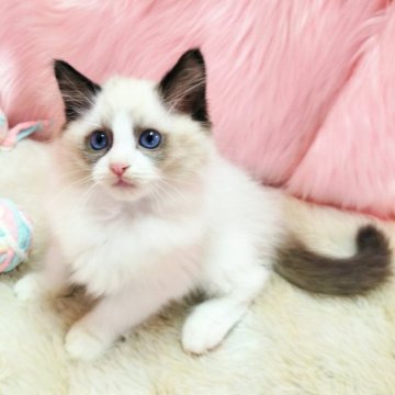 ラグドール【大阪府・男の子・2023年3月6日・シールポイントバイカラー】の写真「人懐っこいイケメン君です」