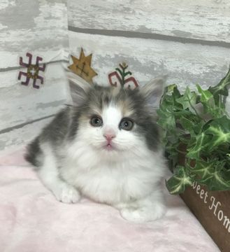 ノルウェージャンフォレストキャット【大阪府・女の子・2018年12月7日・ダイリュートキャリコ】の写真「おとなしいお姫様お母さんCFAチャンピオン」