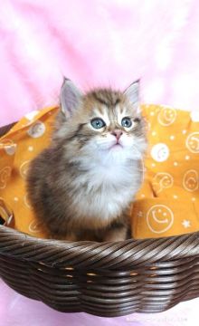 サイベリアン【大阪府・男の子・2020年4月16日・ブラウンクラッシックタビー】の写真「フワフワ王子様」