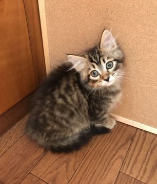 サイベリアン【大阪府・女の子・2020年6月25日・ブラウンマッカレルタビー】の写真「パパTICAチャンピオン」