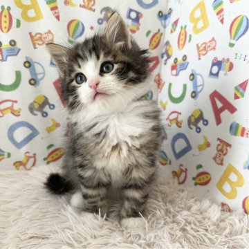 サイベリアン【大阪府・男の子・2024年7月14日・ブラウンクラッシックタビー&ホワイト】の写真「イケメンくん👑」