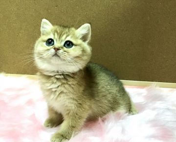 ブリティッシュショートヘア【大阪府・女の子・2020年10月23日・ゴールデンティックドタビー】の写真「レアカラーで超可愛い〜。💕」