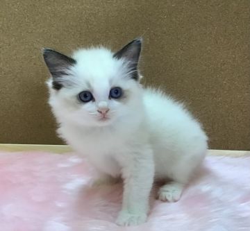 ラグドール【大阪府・男の子・2021年2月5日・シールポイントバイカラー】の写真「超イケメンで甘えん坊さん」