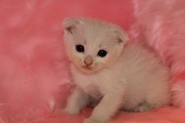 スコティッシュフォールド【大阪府・女の子・2012年9月6日・ホワイト（ショート）】の写真「」