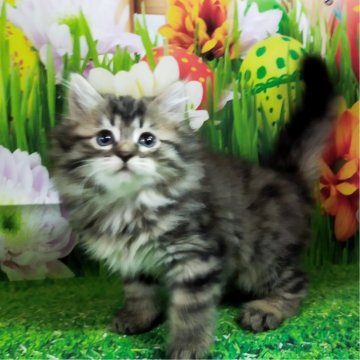 サイベリアン【大阪府・女の子・2024年2月5日・ブラウンマッカレルタビー】の写真「両親共TICAチャンピオンです」