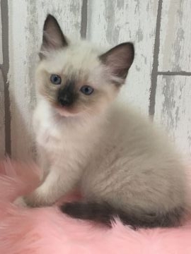 ラグドール【大阪府・男の子・2017年3月3日・シールポイントミテッド】の写真「ふわもこイケメンくん」