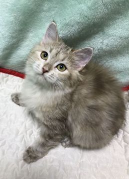 サイベリアン【大阪府・女の子・2019年8月25日・ブルーゴールドクラシックタビー】の写真「キュートなお姫様」